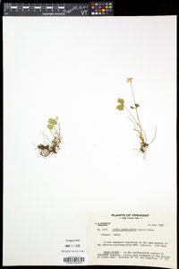 Coptis trifolia image