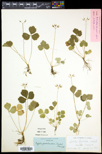 Coptis trifolia image