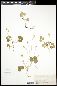 Coptis trifolia image