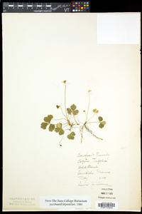 Coptis trifolia image