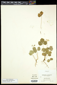 Coptis trifolia image