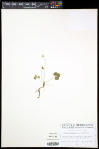 Coptis trifolia image