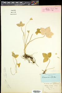 Anemone acutiloba image