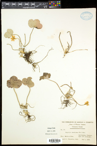 Anemone americana image