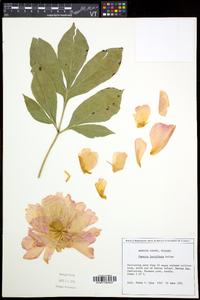 Paeonia lactiflora image