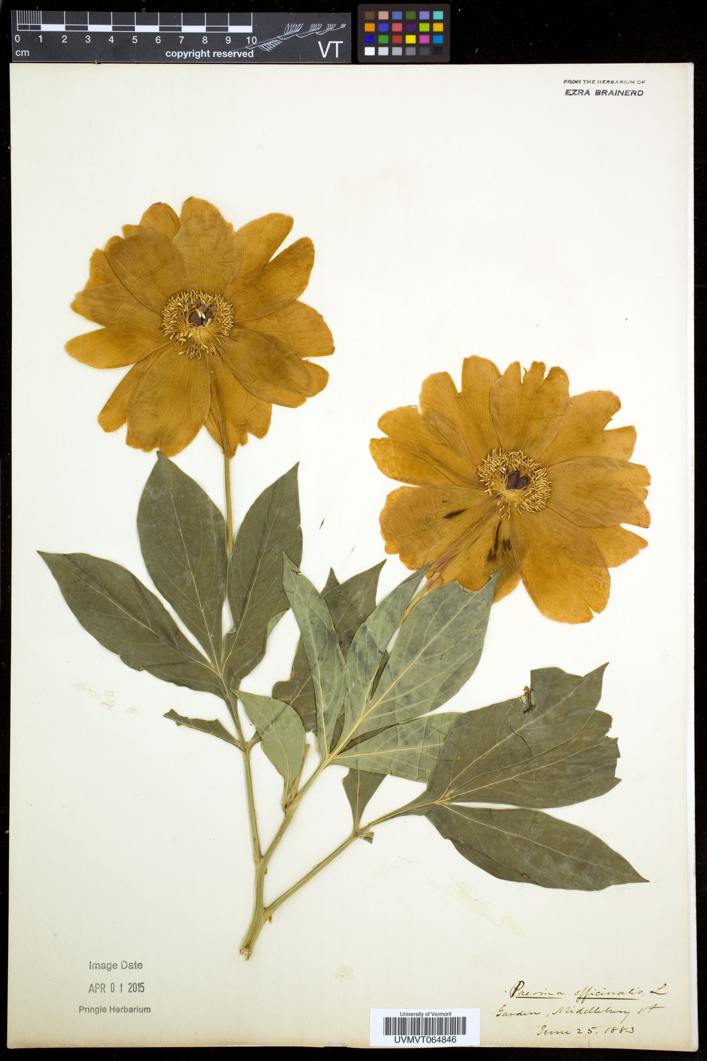 Paeonia officinalis image