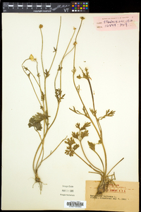 Ranunculus bulbosus image