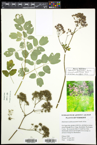 Thalictrum purpurascens image