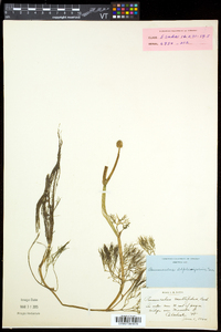 Ranunculus flabellaris image