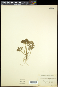 Ranunculus flabellaris image