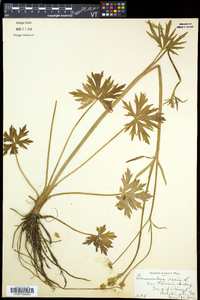 Ranunculus acris image