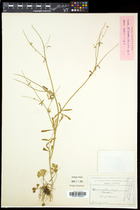 Ranunculus allegheniensis image