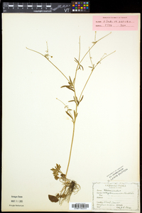 Ranunculus allegheniensis image