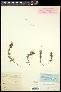 Ranunculus aquatilis var. diffusus image