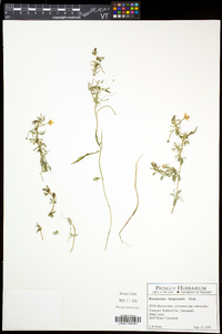 Ranunculus aquatilis var. diffusus image