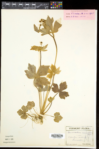 Ranunculus recurvatus var. recurvatus image