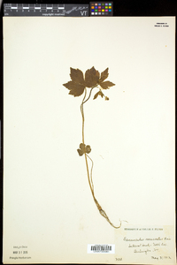 Ranunculus recurvatus var. recurvatus image