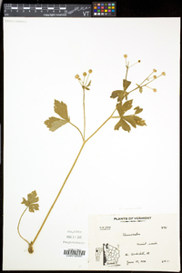 Ranunculus recurvatus var. recurvatus image