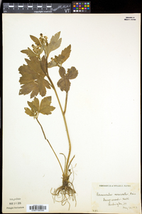 Ranunculus recurvatus var. recurvatus image