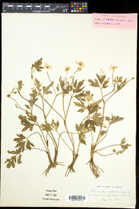 Ranunculus caricetorum image