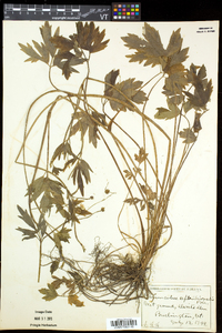 Ranunculus caricetorum image