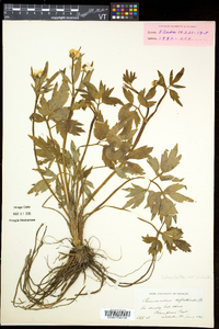 Ranunculus caricetorum image