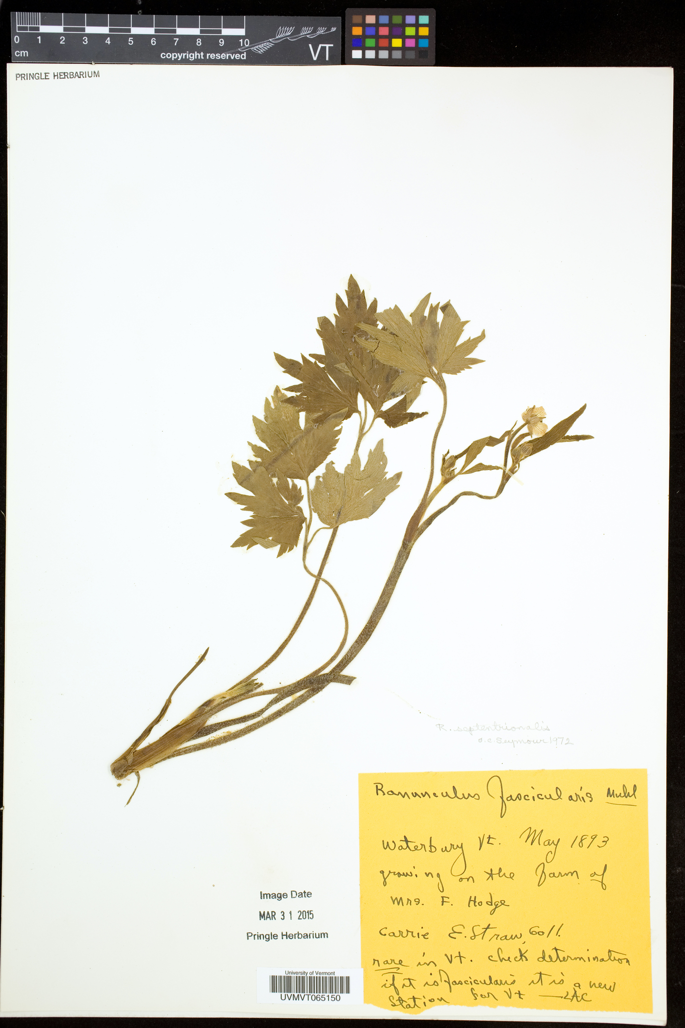 Ranunculus caricetorum image