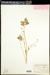 Ranunculus repens image