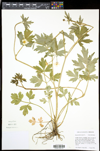 Ranunculus repens image