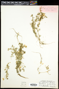 Ranunculus aquatilis image