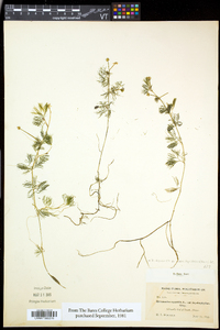 Ranunculus aquatilis var. diffusus image