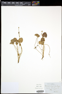 Ranunculus cymbalaria image