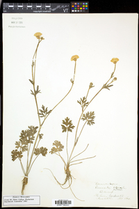 Ranunculus bulbosus image