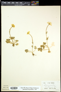 Ranunculus bulbosus image