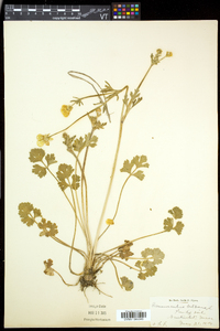 Ranunculus bulbosus image