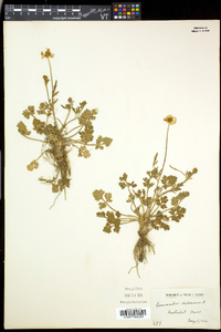 Ranunculus bulbosus image