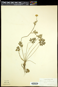 Ranunculus bulbosus image