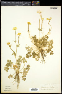 Ranunculus bulbosus image