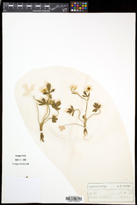 Ranunculus fascicularis image
