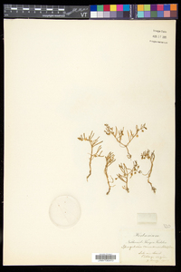 Spergularia canadensis var. canadensis image