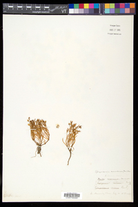 Spergularia canadensis var. canadensis image