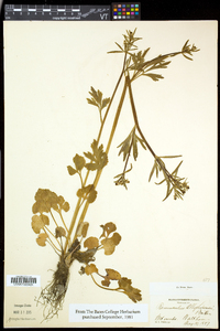 Ranunculus allegheniensis image