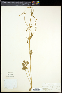 Ranunculus allegheniensis image