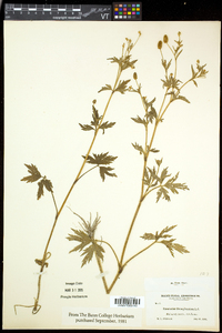 Ranunculus pensylvanicus image