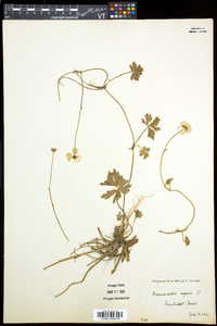 Ranunculus repens image