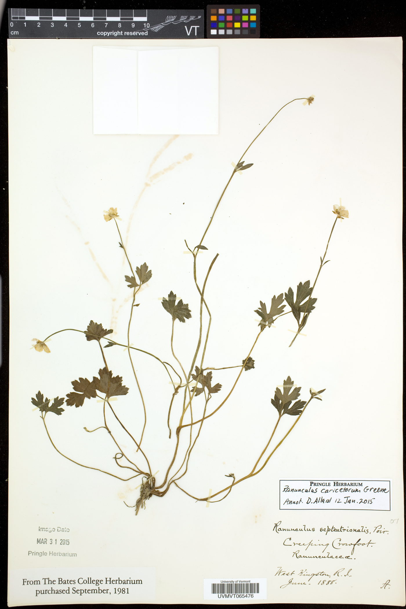 Ranunculus caricetorum image