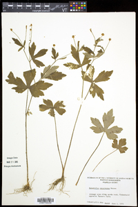 Ranunculus recurvatus var. recurvatus image