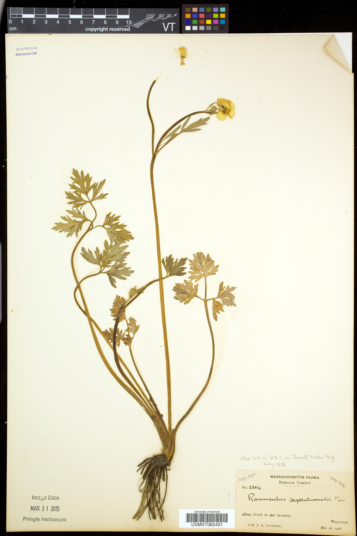 Ranunculus caricetorum image