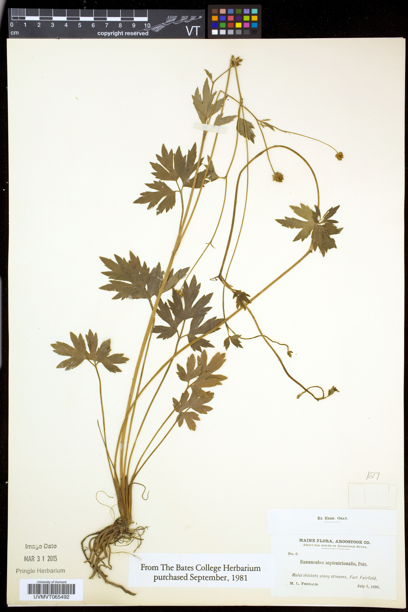 Ranunculus caricetorum image