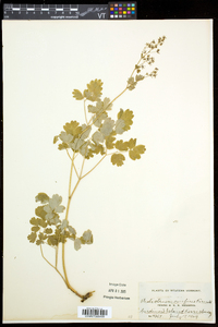 Thalictrum venulosum image